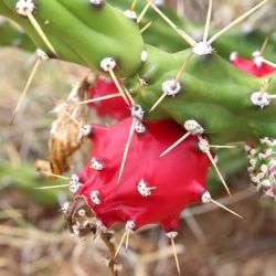 Harrisia cactus fruit, stem and spike