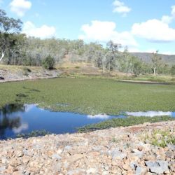 Water hyacinth smothering a creek